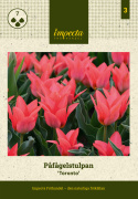 Riikinkukkotulppaani  'Toronto' 7 stk, Vaalean korallinpunaiset, yksinkertaiset kukat tertuissa.