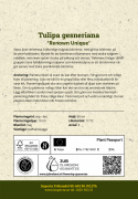 Tulppaani 'Renown Unique' 5 stk,  vaalean kirsikanpunaiset, täysin taianomaiset kukat.