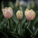 Triumphtulppaani 'Mango Charm' 7 stk, Viehättävä, pastellinvaaleanpunainen tulppaani.