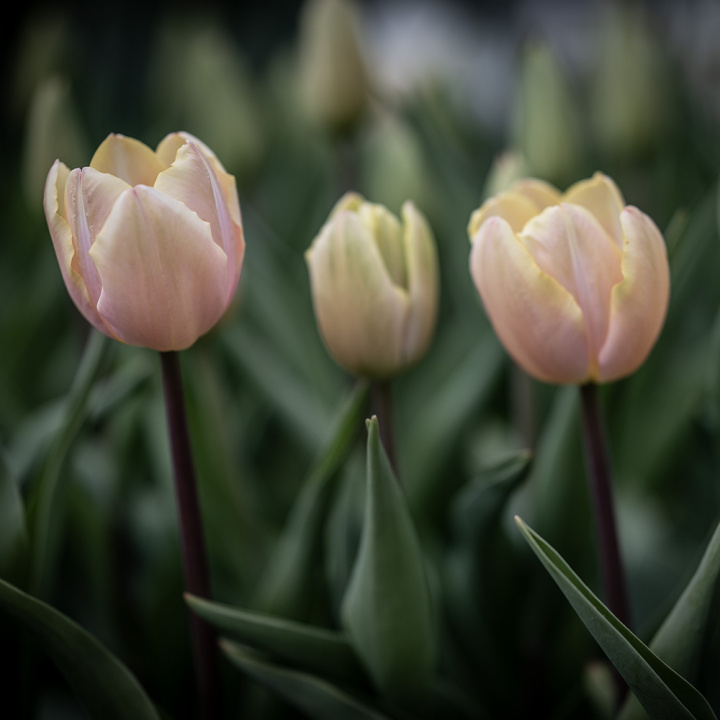Triumphtulppaani 'Mango Charm' 7 stk, Viehättävä, pastellinvaaleanpunainen tulppaani.