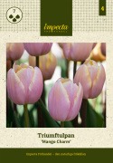 Triumphtulppaani 'Mango Charm' 7 stk, Viehättävä, pastellinvaaleanpunainen tulppaani.