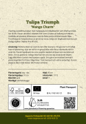 Triumphtulppaani 'Mango Charm' 7 stk, Viehättävä, pastellinvaaleanpunainen tulppaani.