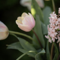 Triumphtulppaani 'Mango Charm' 7 stk, Viehättävä, pastellinvaaleanpunainen tulppaani.