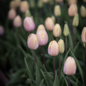 Triumphtulppaani 'Mango Charm' 7 stk, Viehättävä, pastellinvaaleanpunainen tulppaani.