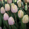 Triumphtulppaani 'Mango Charm' 7 stk, Viehättävä, pastellinvaaleanpunainen tulppaani.