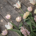 Triumphtulppaani 'Mango Charm' 7 stk, Viehättävä, pastellinvaaleanpunainen tulppaani.