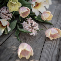 Triumphtulppaani 'Mango Charm' 7 stk, Viehättävä, pastellinvaaleanpunainen tulppaani.