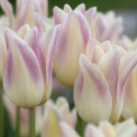 Liljatulppaani  'Elegant Lady' 7 stk, Yksinkertaiset, hienostuneen elegantit kukat.