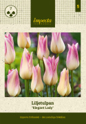 Liljatulppaani  'Elegant Lady' 7 stk, Yksinkertaiset, hienostuneen elegantit kukat.