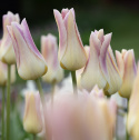 Liljatulppaani  'Elegant Lady' 7 stk, Yksinkertaiset, hienostuneen elegantit kukat.
