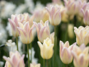 Liljatulppaani  'Elegant Lady' 7 stk, Yksinkertaiset, hienostuneen elegantit kukat.