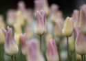 Liljatulppaani  'Elegant Lady' 7 stk, Yksinkertaiset, hienostuneen elegantit kukat.