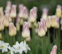 Liljatulppaani  'Elegant Lady' 7 stk, Yksinkertaiset, hienostuneen elegantit kukat.