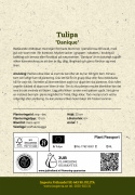 Villitulppaani 'Danique' 7 stk,  villitulppaani, jossa on tähtimäiset kukat persikanpunaisen ja korallin sävyissä.