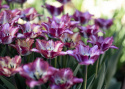 Tarhatulppaani 'Color Fusion' 7 stk,  yksinkertaiset kukat, joissa on hurmaava vaihteleva juovitus punaisen, violetin, keltaisen ja oranssin.