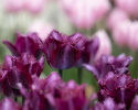 Tarhatulppaani 'Color Fusion' 7 stk,  yksinkertaiset kukat, joissa on hurmaava vaihteleva juovitus punaisen, violetin, keltaisen ja oranssin.