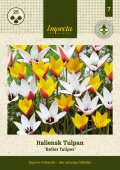 Italiantulppaani 'Belles Tulipes' 25 kpl