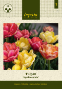 Tarhatulppaani 'Symbiose Mix' 15 kpl, Sekoitus kerrottuja tulppaaneita lämpimissä väreissä, kuten vadelmanpunainen, terrakotta ja auringonkeltainen.