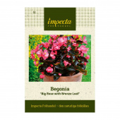 Jättibegonia 'Big Rose with Bronze Leaf'
