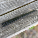 Maapiikki, Pidike tippusuuttimelle tai letkulle (4 mm) aurinkoenergialla toimivia kastelujärjestelmiä varten. Myydään yksittäin.