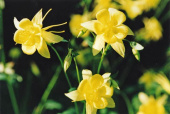 Kukka-akileija 'Yellow Star'