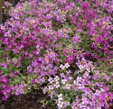 Punapitkäpalko 'Rosea', Mattapintaiset, tiheät kasvit, joissa on runsaasti pieniä tummanvaaleanpunaisia kukkia.