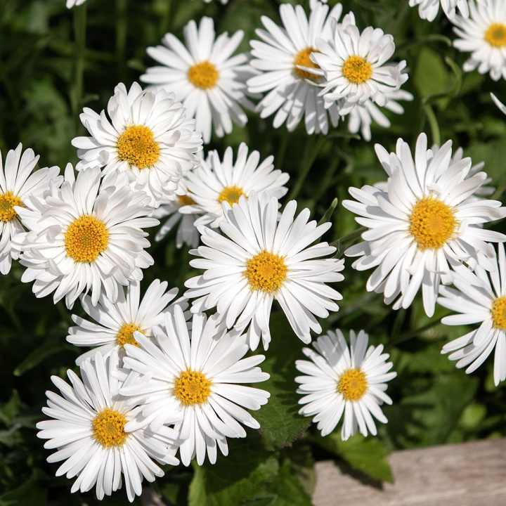 Alppiasteri 'Albus', Paljon yksittäisiä, pieniä, puhtaanvalkoisia kukkia keltaisilla keskuksilla.