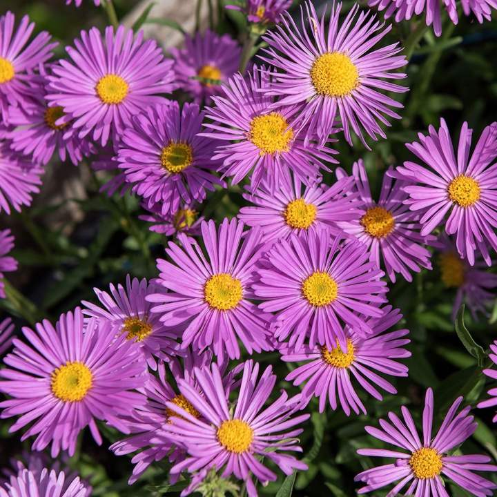 Alppiasteri 'Pinkie', Paljon yksittäisiä, pieniä, voimakkaan ruusunpunaisia kukkia keltaisilla keskuksilla.