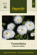 Kaunokainen 'Habanera White', Upeita, puhtaanvalkoisia, suuria, kerrannaisia kukkia.