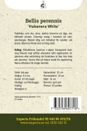 Kaunokainen 'Habanera White', Upeita, puhtaanvalkoisia, suuria, kerrannaisia kukkia.