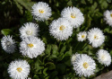 Kaunokainen 'Habanera White', Upeita, puhtaanvalkoisia, suuria, kerrannaisia kukkia.