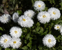 Kaunokainen 'Habanera White', Upeita, puhtaanvalkoisia, suuria, kerrannaisia kukkia.