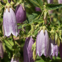 Pisamakello 'Rubriflora', jossa suuria, roikkuvia, vaalean purppuranvioletteja kelloja tertuissa pitkin pitkiä, tummia varsia.