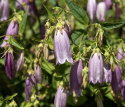 Pisamakello 'Rubriflora', jossa suuria, roikkuvia, vaalean purppuranvioletteja kelloja tertuissa pitkin pitkiä, tummia varsia.