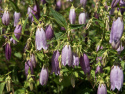 Pisamakello 'Rubriflora', jossa suuria, roikkuvia, vaalean purppuranvioletteja kelloja tertuissa pitkin pitkiä, tummia varsia.