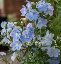 Kiinanritarinkannus 'Summer Blues', Taivaansiniset, suuret kukat muodostavat hentoja terttumaisia kukintoja.