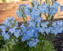 Kiinanritarinkannus 'Summer Blues', Taivaansiniset, suuret kukat muodostavat hentoja terttumaisia kukintoja.