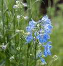 Kiinanritarinkannus 'Summer Blues', Taivaansiniset, suuret kukat muodostavat hentoja terttumaisia kukintoja.