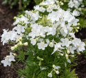 Kiinanritarinkannus 'Summer Stars', Lumivalkoiset, suuret kukat muodostavat hentoja terttumaisia kukintoja.