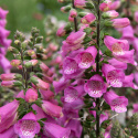 Ruskosormustinkukka F1 'Bubbly Pink', Hieno, kookas laji. Lämpimänkeltaiset, suuret kukat, joissa on tummia kuvioita.