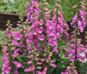 Ruskosormustinkukka F1 'Bubbly Pink', Hieno, kookas laji. Lämpimänkeltaiset, suuret kukat, joissa on tummia kuvioita.