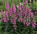 Ruskosormustinkukka F1 'Bubbly Pink', Hieno, kookas laji. Lämpimänkeltaiset, suuret kukat, joissa on tummia kuvioita.