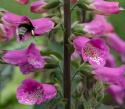 Ruskosormustinkukka F1 'Bubbly Pink', Hieno, kookas laji. Lämpimänkeltaiset, suuret kukat, joissa on tummia kuvioita.