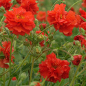 Tulikellukka 'Red Dragon', puoliksi tai kokonaan kerrotut kukat korkeilla, haarautuvilla varsilla. 