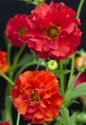 Tulikellukka 'Red Dragon', puoliksi tai kokonaan kerrotut kukat korkeilla, haarautuvilla varsilla. 