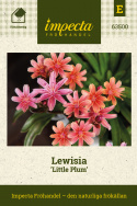 Kesälevisia 'Little Plum', korallin ja aprikoosin sävyiset kukat pystyissä varsissa tiheiden lehtiruusukkeiden päällä.