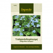 Puistolemmikki 'Indigo Blue Compact'