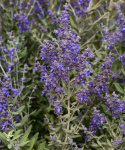 Sulkapiiska 'Blue Steel', hopeanvihreät, aromaattiset lehdet, joissa sinivioletit kukannuput, jotka peittävät lehdet.