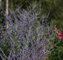 Sulkapiiska 'Blue Steel', hopeanvihreät, aromaattiset lehdet, joissa sinivioletit kukannuput, jotka peittävät lehdet.