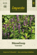 Hammasiiso 'Coerulea', Purppuransiniset kukat, aromaattiset, mintuntuoksuiset lehdet.
